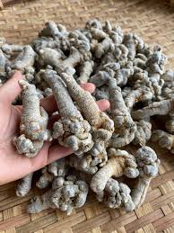Củ Tam Thất bắc