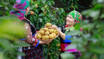 Mùa lê rừng (Ảnh: NTA media Lia Châu)