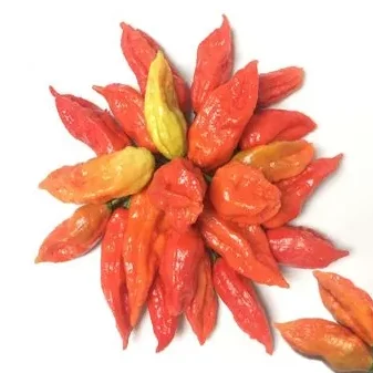 HTX Thanh Nga