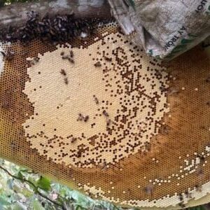 Mật ong Trường Tuyển Ka Lăng