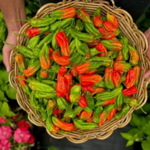 Ớt trung đoàn ngâm dấm