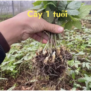 CÂY GIỐNG SÂM LAI CHÂU 1 TUỔI