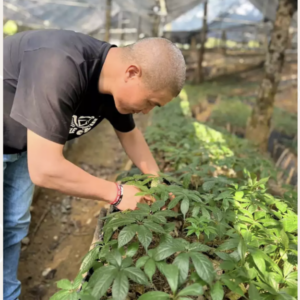 CÂY GIỐNG SÂM LAI CHÂU 1 TUỔI