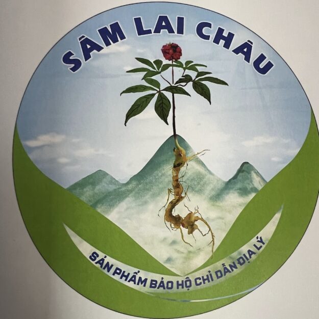 HTX Sâm Lai Châu