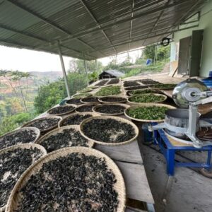 Chè Shan tuyết cổ thụ