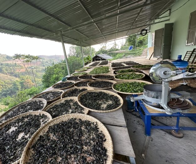 Chè Shan tuyết cổ thụ