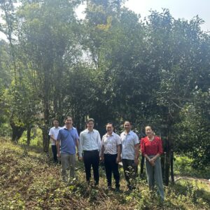 Chè Shan tuyết cổ thụ