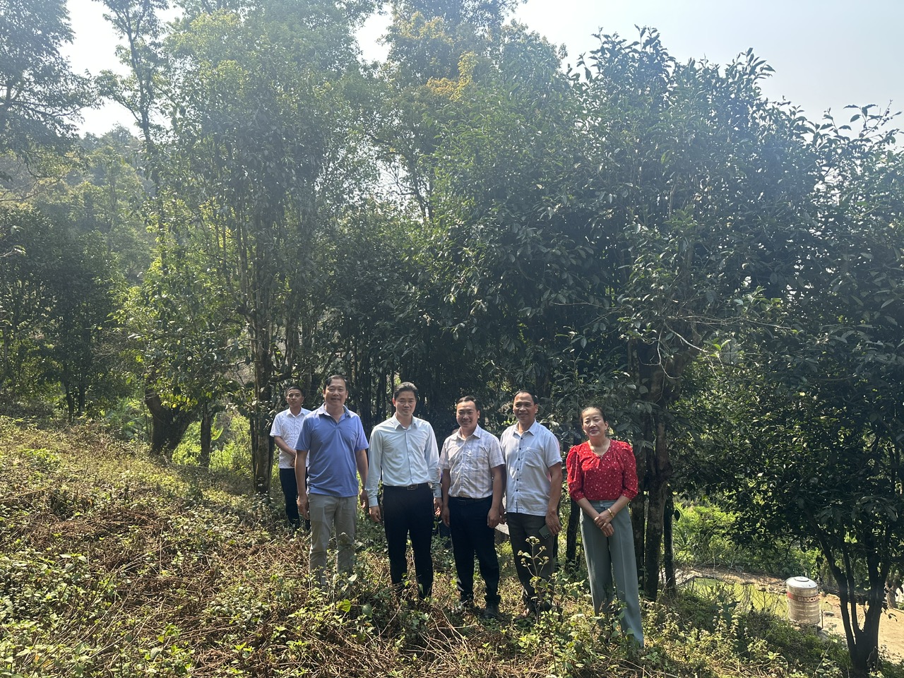 Chè Shan tuyết cổ thụ