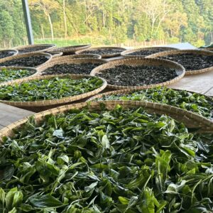 Chè Shan tuyết cổ thụ