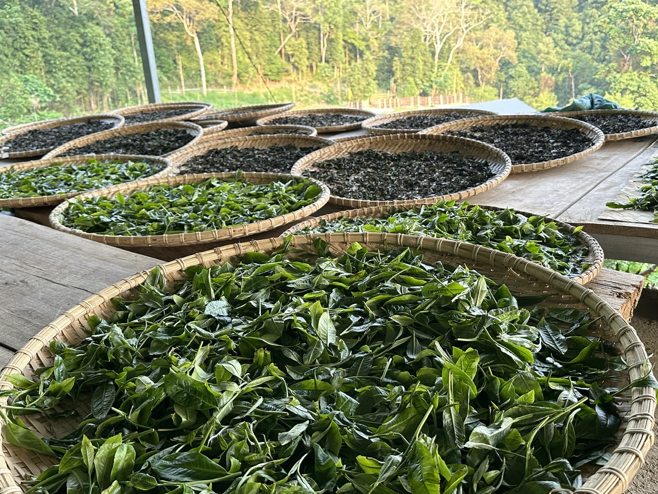 Chè Shan tuyết cổ thụ