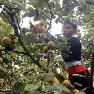Lê Giang Ma (sản phẩm từ tháng 4-5 hàng năm