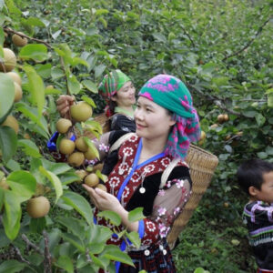 Lê Giang Ma (sản phẩm từ tháng 4-5 hàng năm