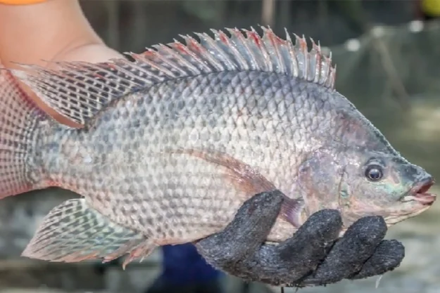 Viên thả lẩu cá AA