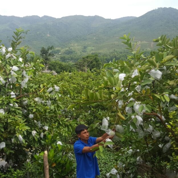 HTX Nông nghiệp Hua Nà