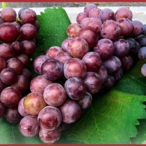 Nho mẫu đơn Than Uyên sản phẩm mùa vụ liên hệ 0394986642