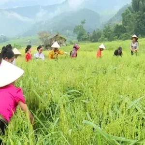 Cốm Nếp co Giàng đặc sản mùa vụ T10 Liên hệ 0385534992