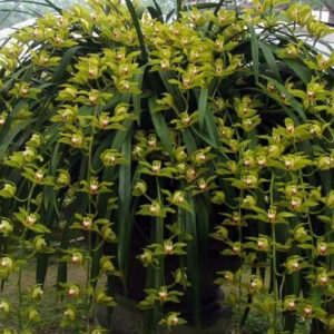 Địa Lan Mường Khoa phục vụ tết nguyên đán hàng năm