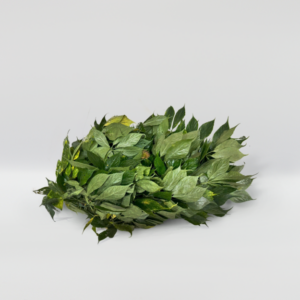 Trà sâm Vinh Thúy