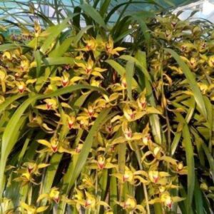 Địa Lan Mường Khoa phục vụ tết nguyên đán hàng năm