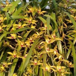 Địa Lan Mường Khoa phục vụ tết nguyên đán hàng năm