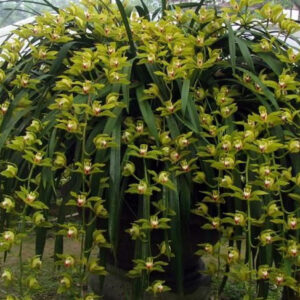 Địa Lan Mường Khoa phục vụ tết nguyên đán hàng năm