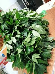 Trà sâm Vinh Thúy