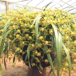 Địa Lan Mường Khoa phục vụ tết nguyên đán hàng năm